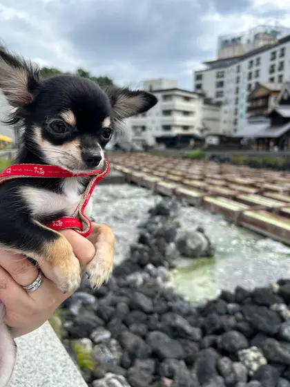 湯畑