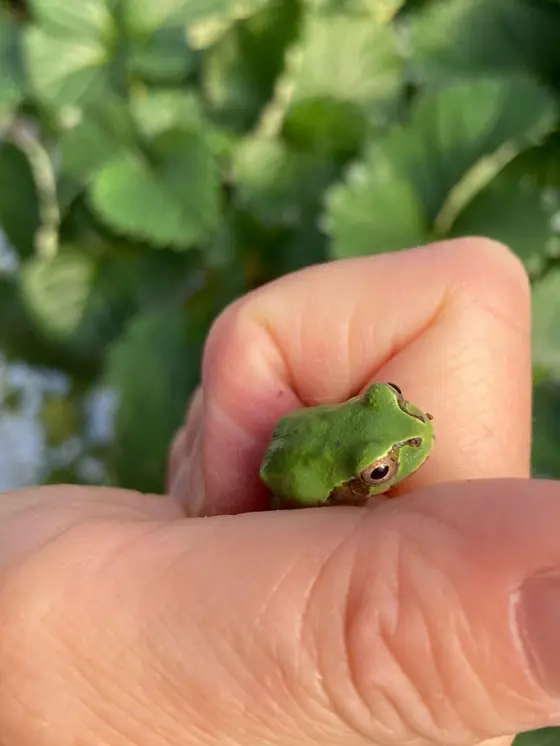 🐸みーっけ
