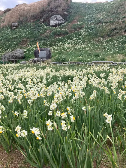 野水仙の咲く海辺