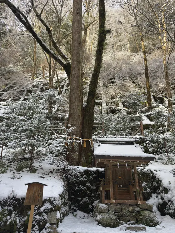 連理の杉（御神木）