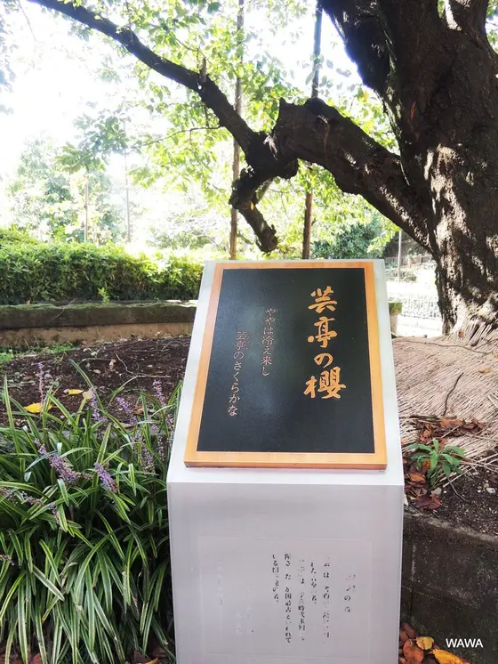 芸亭の桜　うんていのさくら