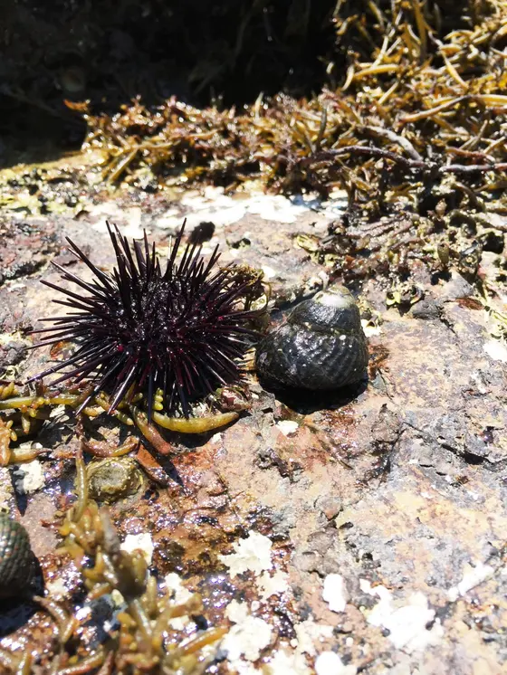 海の生物