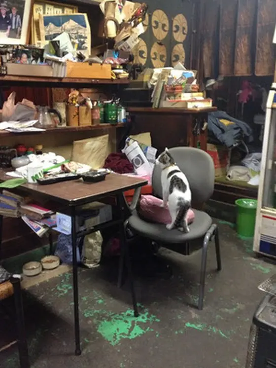 美形猫ちゃんいます