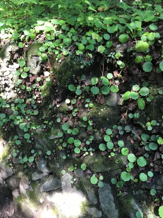 緑の多い散歩道