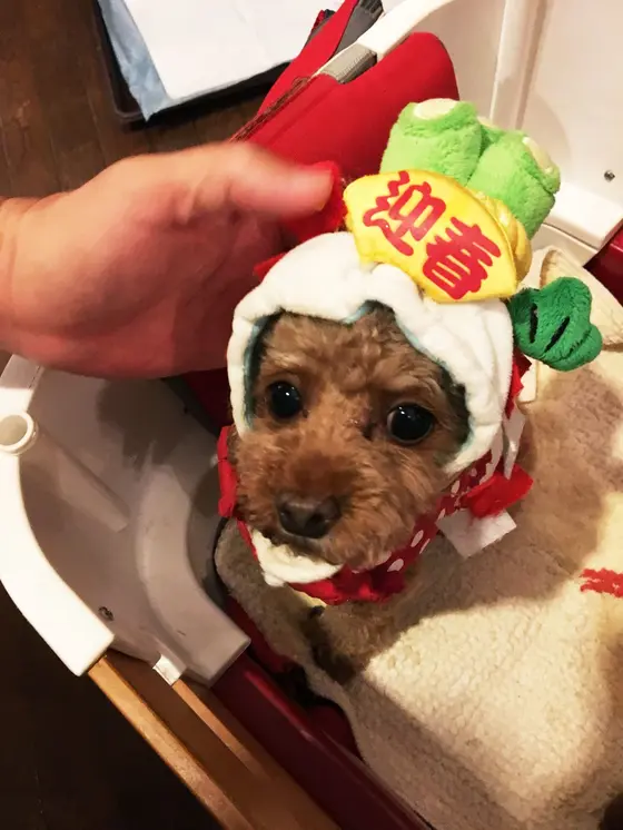 もちろん一緒にごはんとコスプレ