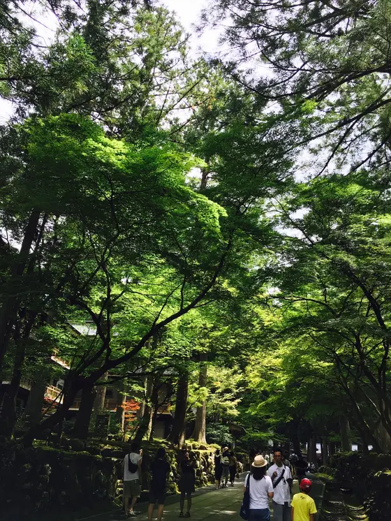入り口付近の杉並木
