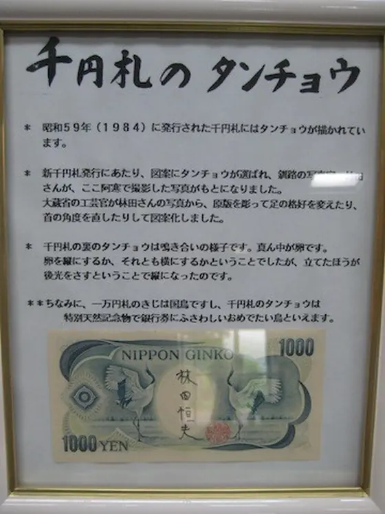 千円札のタンチョウ