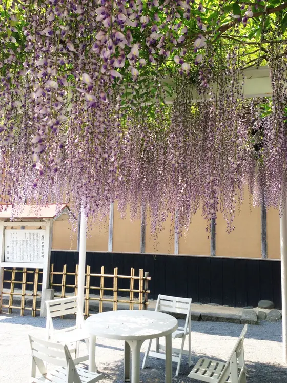 敷地内の藤棚