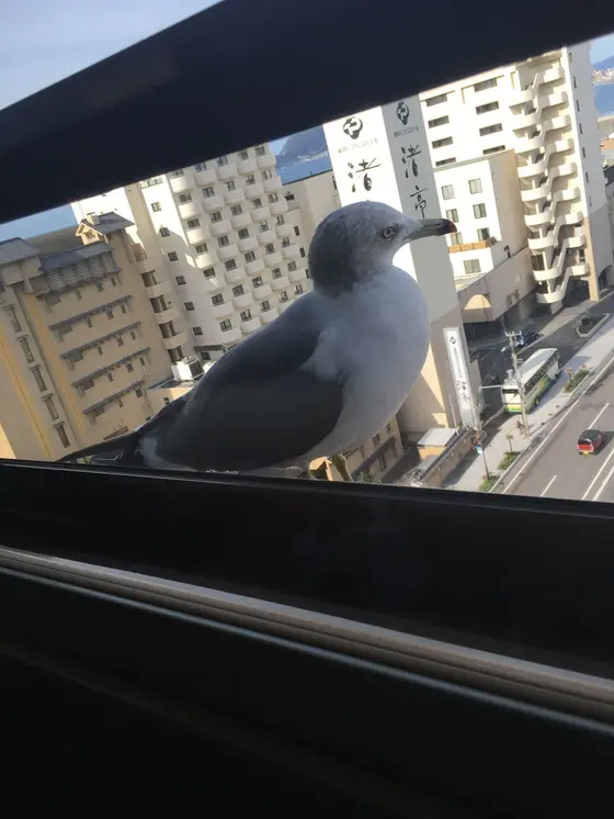 カモメが朝の挨拶