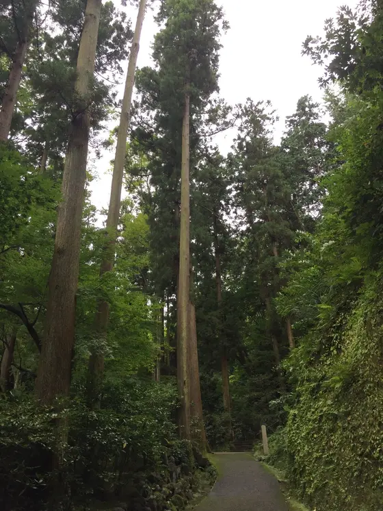 樹々