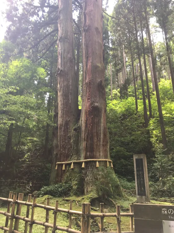 御岩山の三本杉