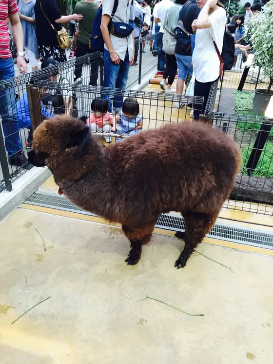 モフモフのアルパカ