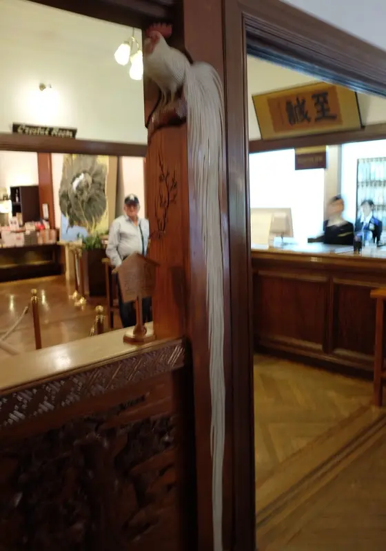 尾長鶏