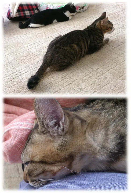 猫カフェにゃんくる