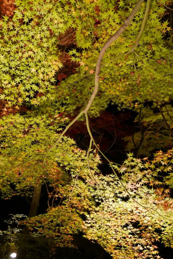 緑の葉が多いかな