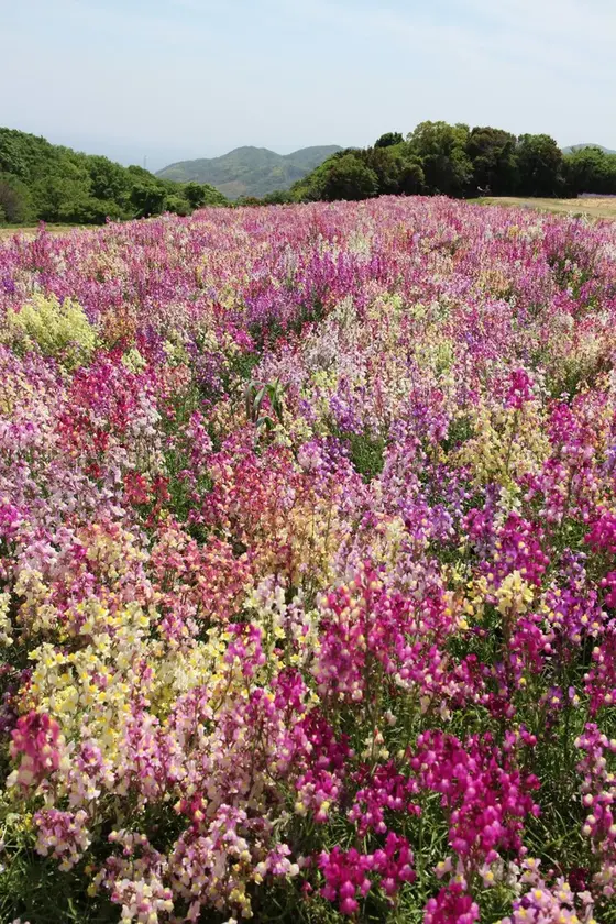 キンギョソウも色とりどり(5月中旬〜6月中旬)