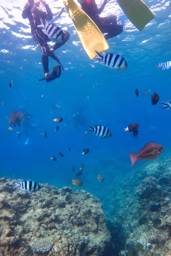 透き通る海に魚がようさん！