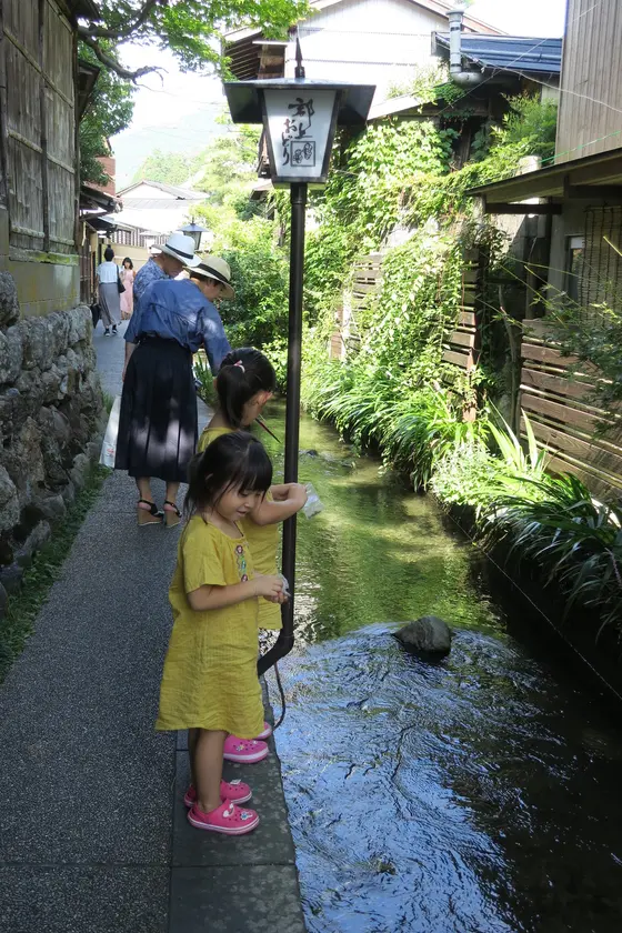 鯉に餌やり出来ます