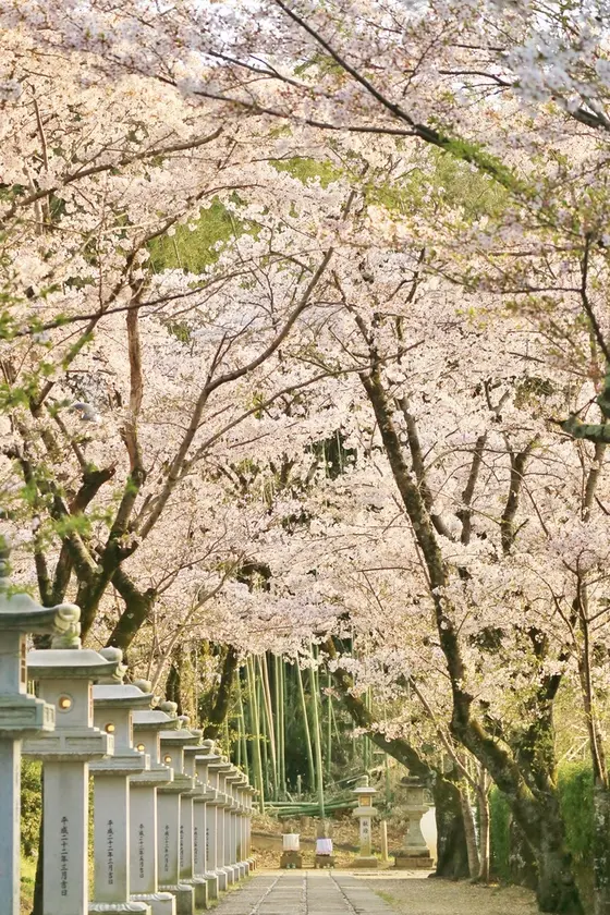 参道と桜