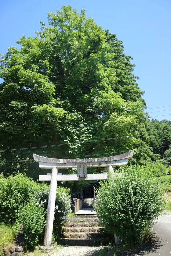 樹齢400年を超えるトチの木