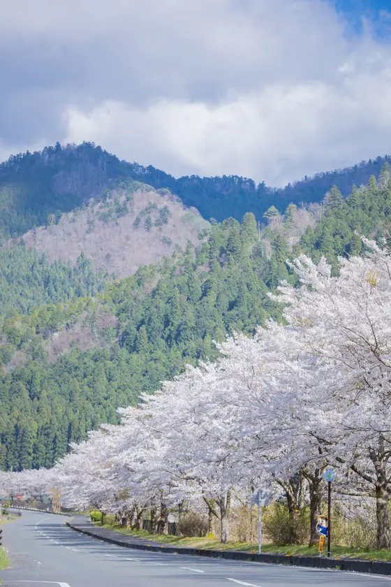 桜並木をおさんぽ♪