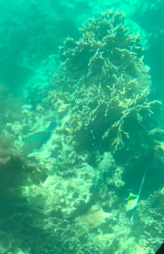 ｪﾝｼﾞｪﾙﾌｨｯｼｭ ＆ 綺麗なぉ魚