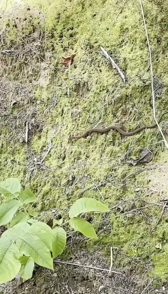 蛇を発見🐍