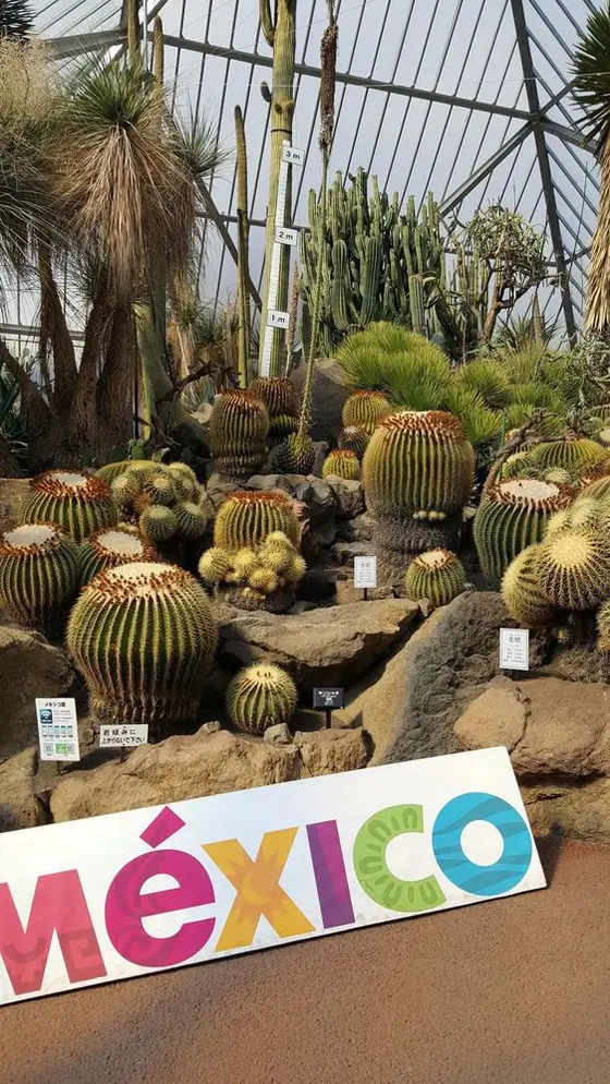 サボテンの種類が沢山🌵