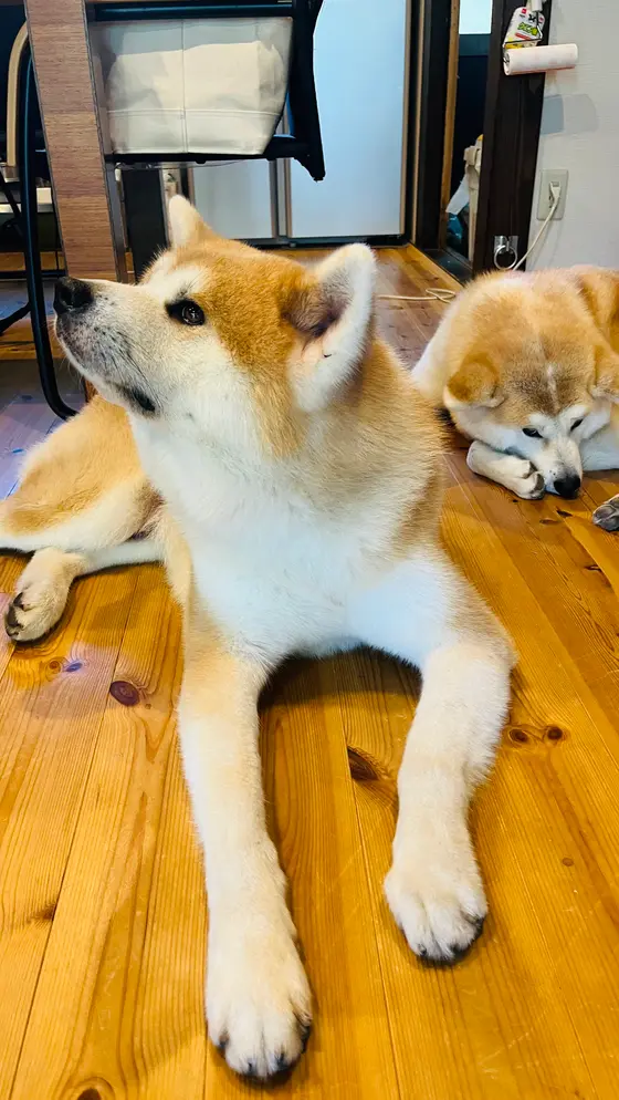 営業部長のすーちゃんと奥で寝ているふじこちゃん。