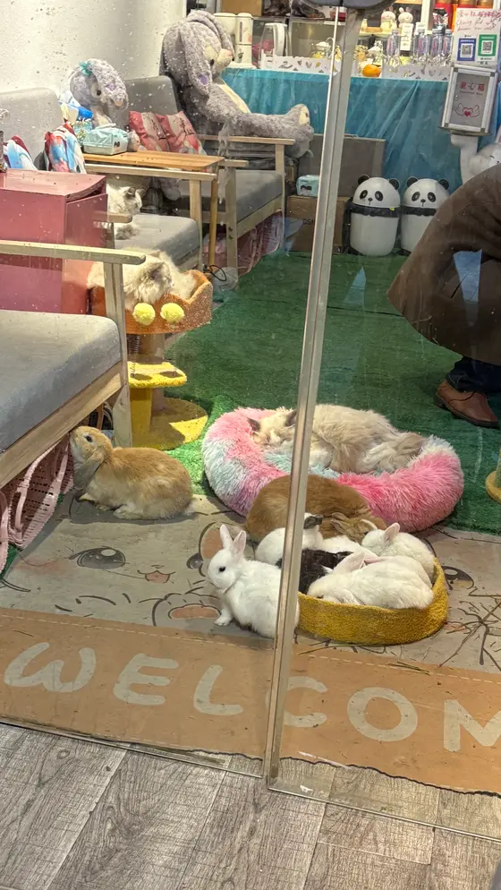 猫とうさぎの触れ合い場所もあった