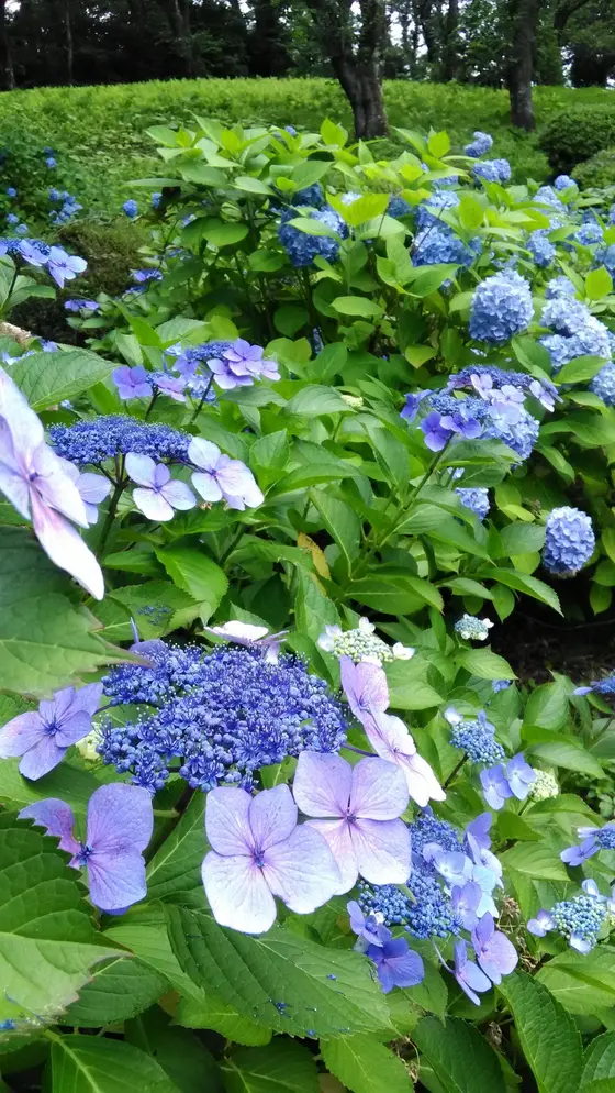 紫陽花