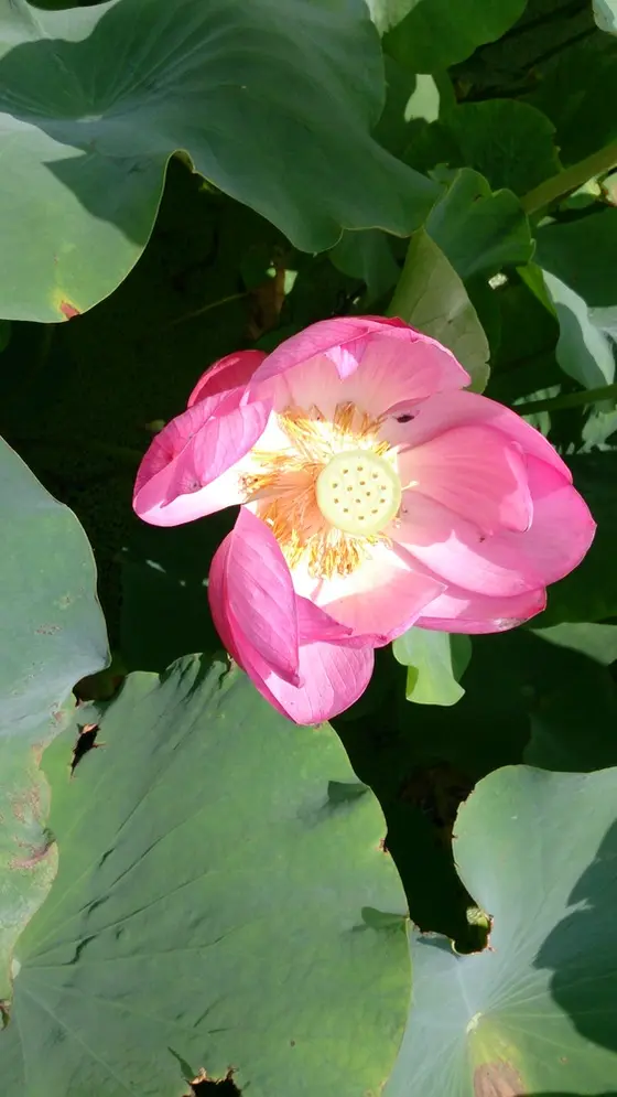 公園内の夏には