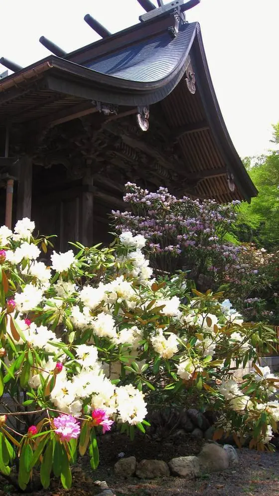三カ所神社のシャクナゲ