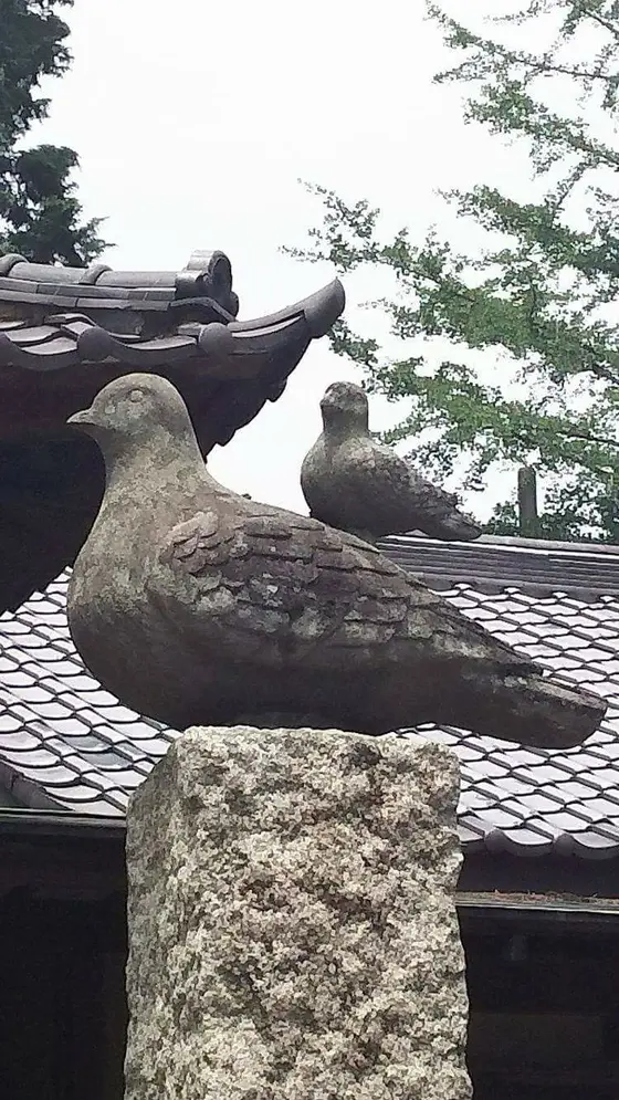 鳩だ…