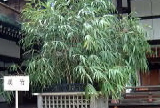南側の「漢竹（かわたけ）」