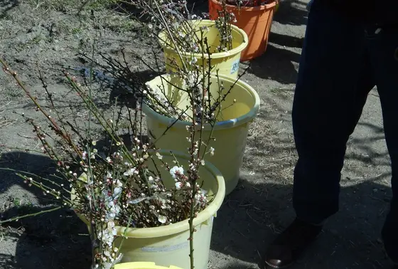 梅の花をおすそ分け