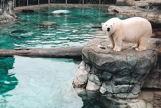 シロクマエリア