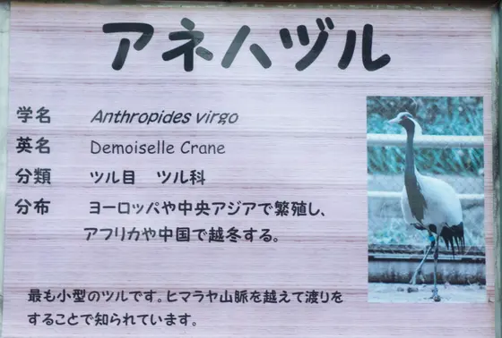 アネハヅル