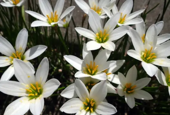 境内で秋の花散歩