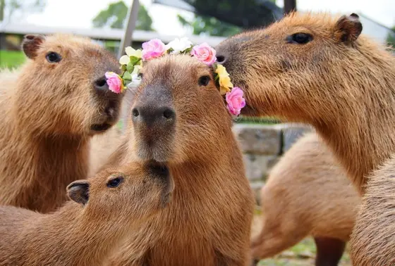 カピバラがかわいい