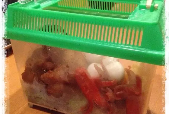 虫かご観察