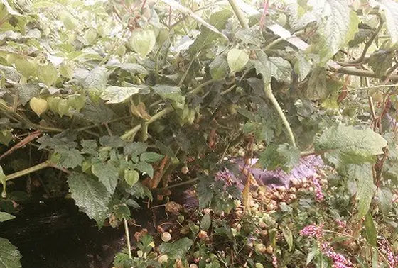 オススメの食用ホウズキ