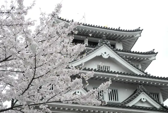 墨俣城の周囲も桜でいっぱい