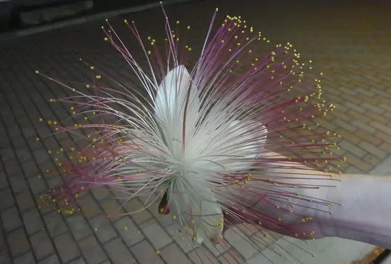 珍しい花