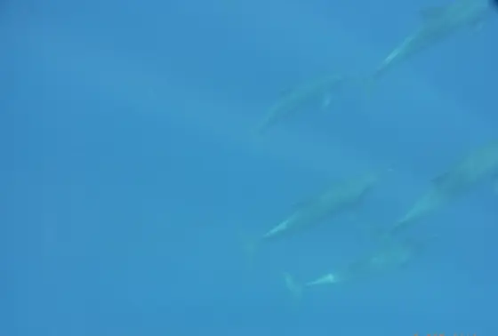 水中でイルカの大群をパシャ
