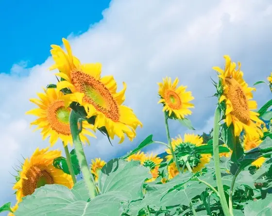 4つの畑で順々に開花していきます