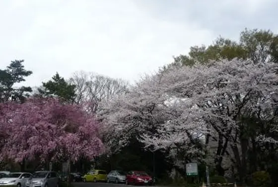 学内には桜も♪