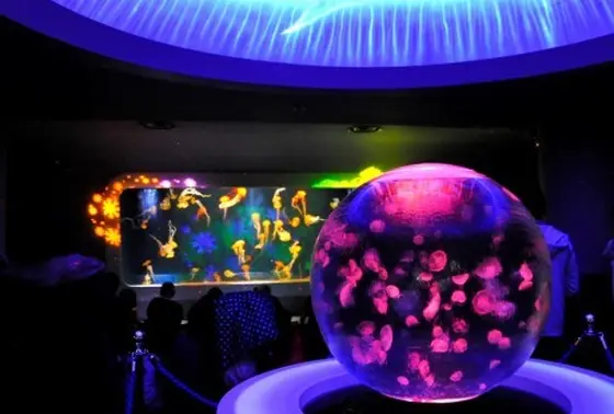 海月の宇宙