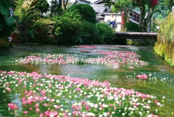 地蔵川の梅花藻🌼