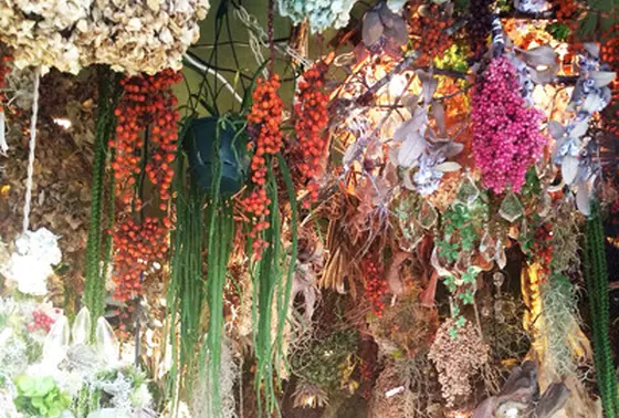 写真映えする植物たち